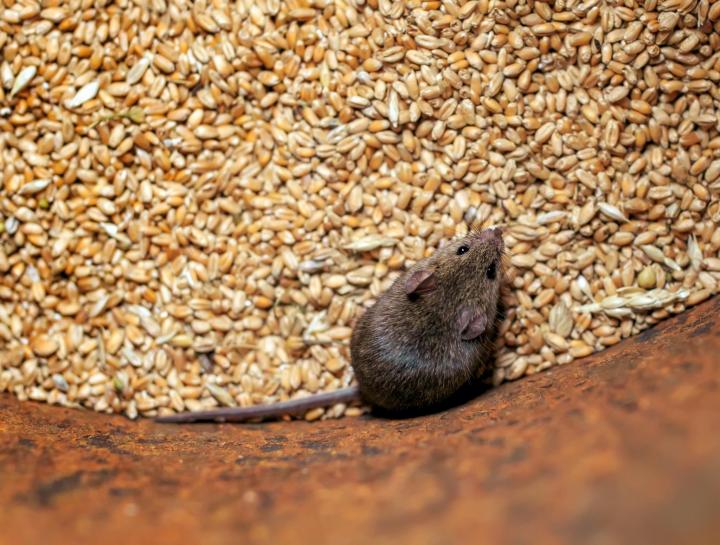 3 Steps to Banish Rats and Mice from Your Shed, Barn, and Farm ... - Feeder Mouse Feeding Strategies